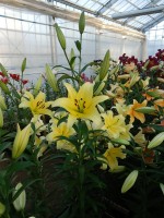 [4148 Yelloween TL No201.JPG]